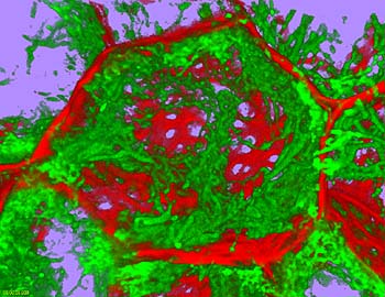 DatConfocal