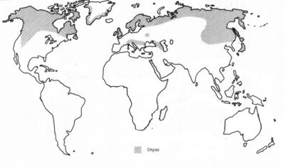 Dryas Distribution map
