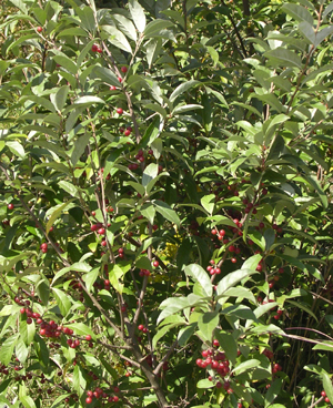 E-angustifolia