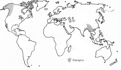 Elaeagnus Map